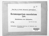 Diplocarpon mespili image